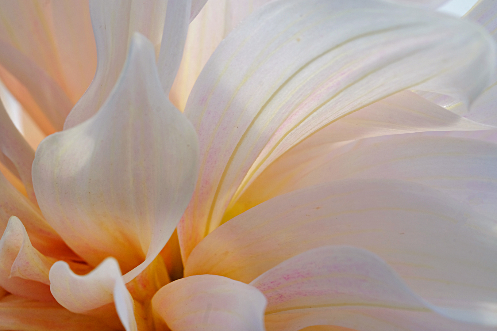 A_Dahlia-Cafe-au-Lait_ST