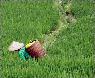 Heading Home © Tina Troughton Heading Home © Tina Troughton