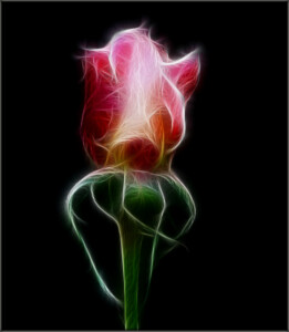 Electric Rose © Brie Martin Electric Rose © Brie Martin