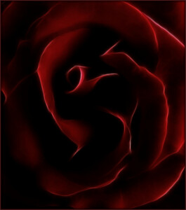 Mystery Rose © Brie Martin Mystery Rose © Brie Martin