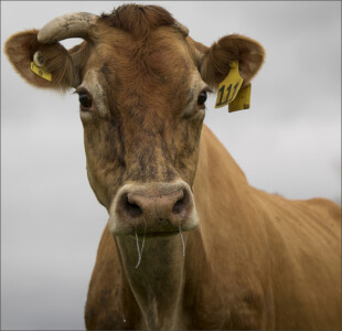 One Horn © Robbo Troughton One Horn © Robbo Troughton