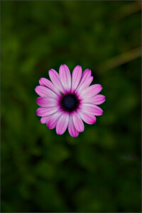 Pink Daisy © Maya Hanita Pink Daisy © Maya Hanita
