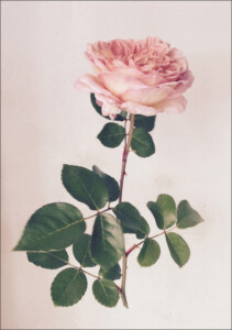 Redoubte Rose © Liz Keane Redoubte Rose © Liz Keane